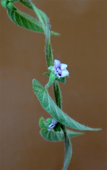 Ipomoea eriocarpa